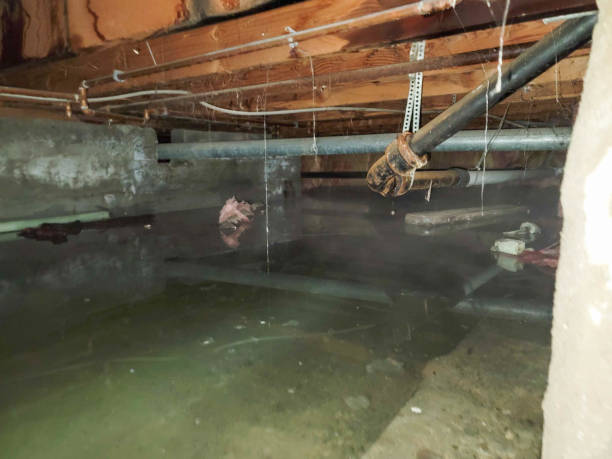 Best Flood restoration services  in Andalusia, IL