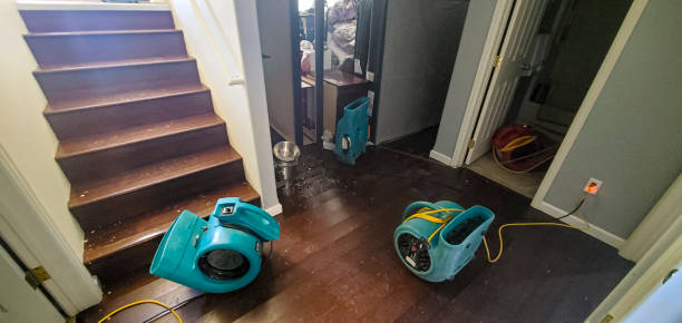 Best Carpet water damage restoration  in Andalusia, IL
