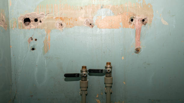 Best Local water damage restoration  in Andalusia, IL