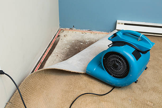 Best Basement water damage restoration  in Andalusia, IL